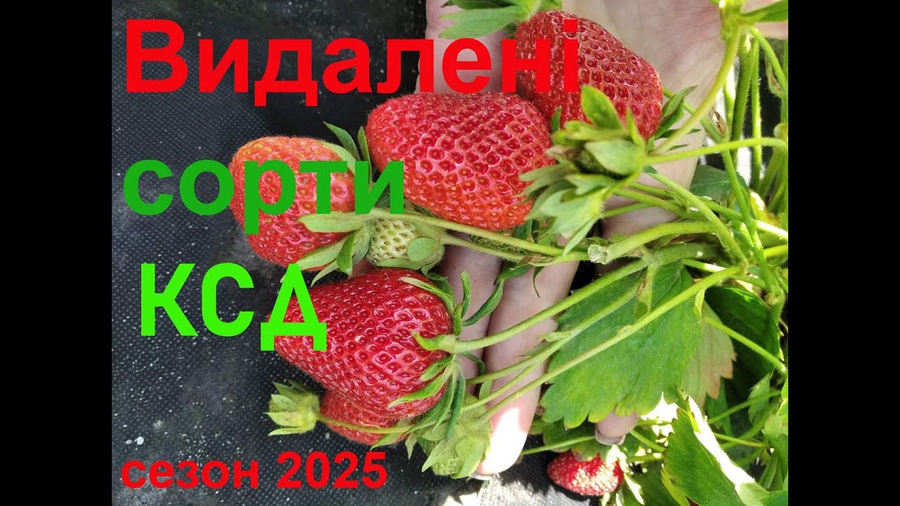 Які сорти КСД 🍓🍓🍓 сезон 2025 видалені ? #полуниця #вирощування #ягода #саджанці #сорт #дача #україна