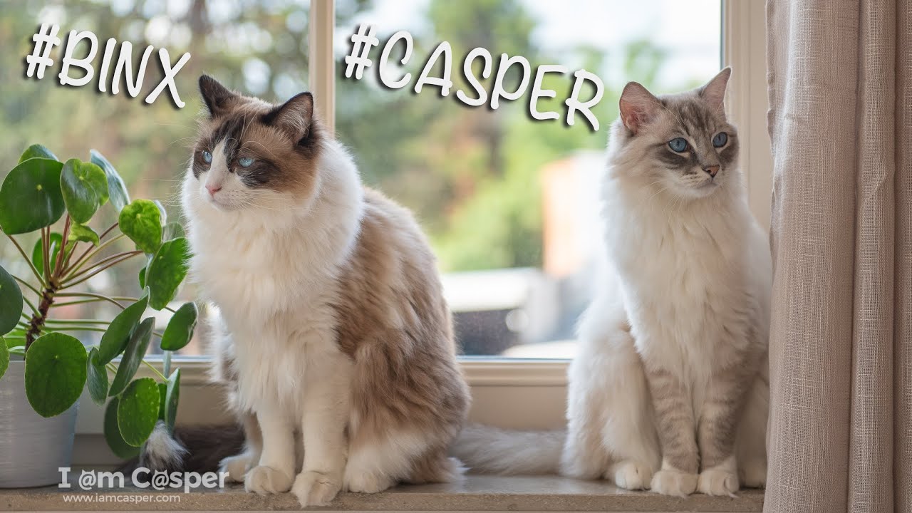 Short Cat Movie of Ragdoll Cats Casper and Binx