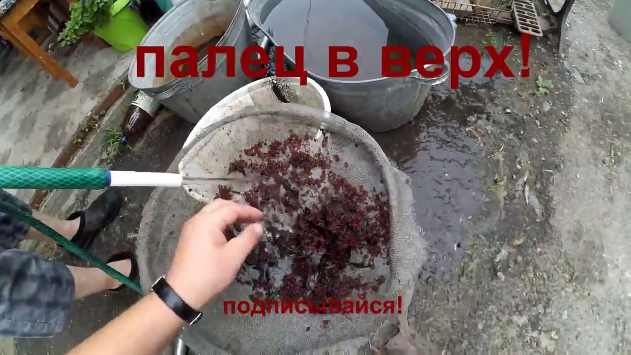 Добыча мотыля  Летом