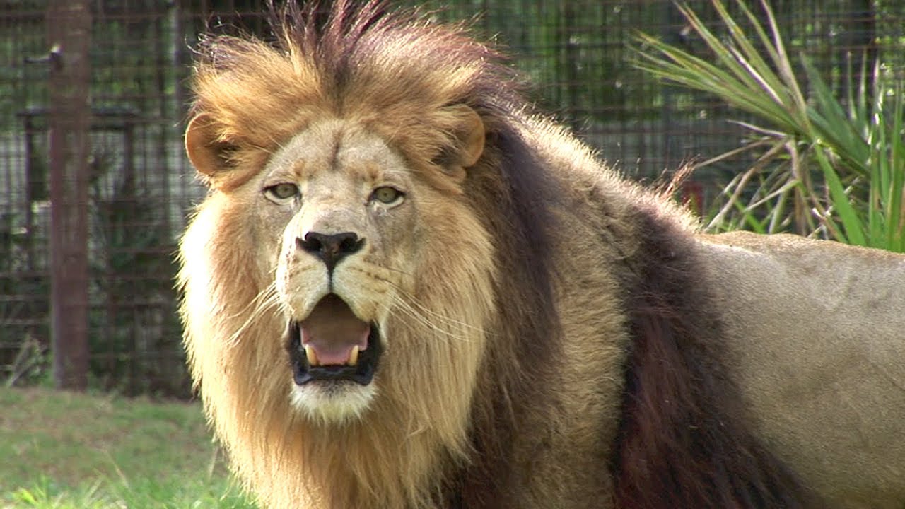 Big Cat Thanks!