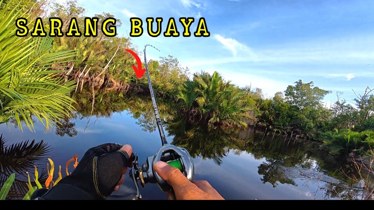 Mancing Baramundi Disarang Buaya Auto Panen Strike