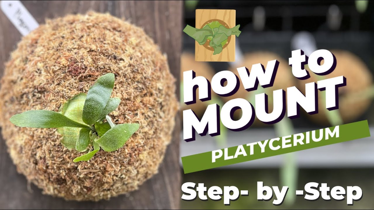 How to Mount Platycerium | Easy Step-by-Step Guide