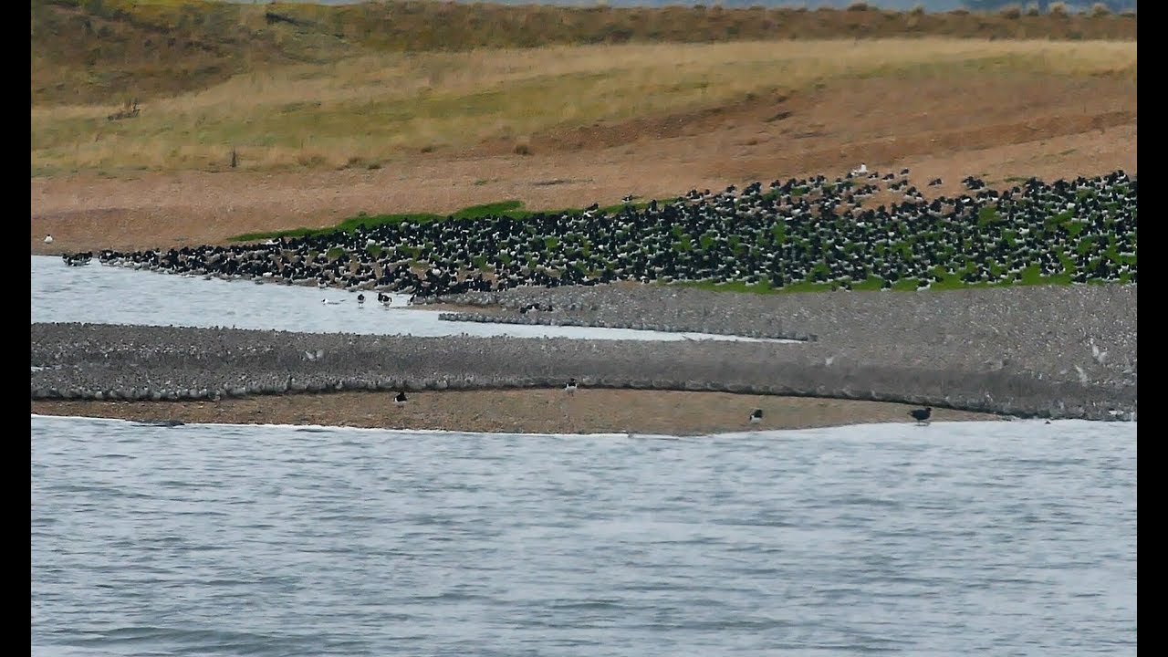 Another Wader Spectacular: RSPB Snettisham, 1st April 2018