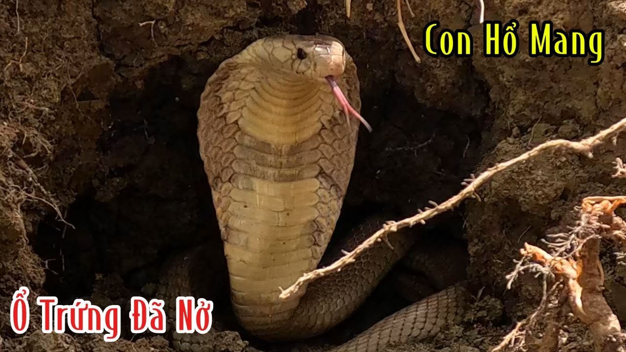 1 Bầy Con Hổ Mang Đã Rời Tổ | Đam Mê Săn Bắt
