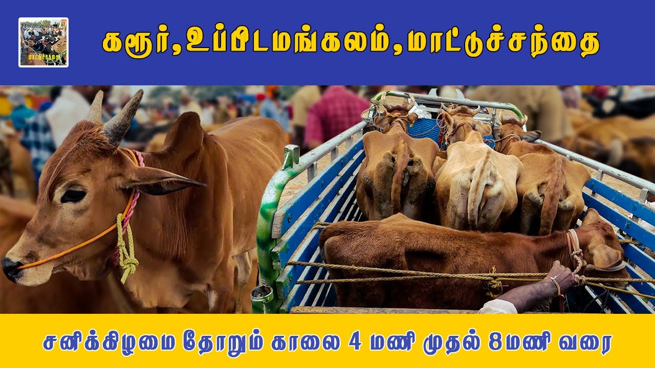 🐃 கரூர் உப்பிடமங்கலம் மாட்டுச்சந்தை | #மாட்டுச்சந்தை நிலவரம் 📊 #cow