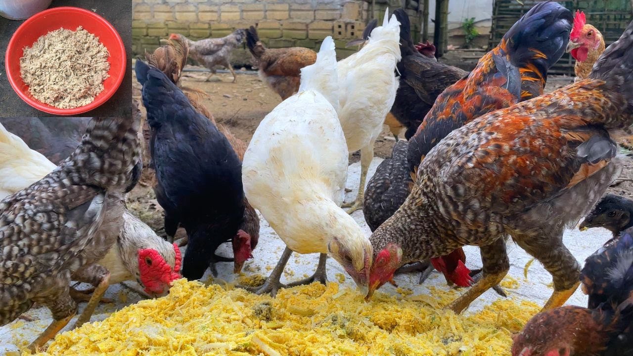 Don't underestimate fermented foods, they are extremely good for your chickens!