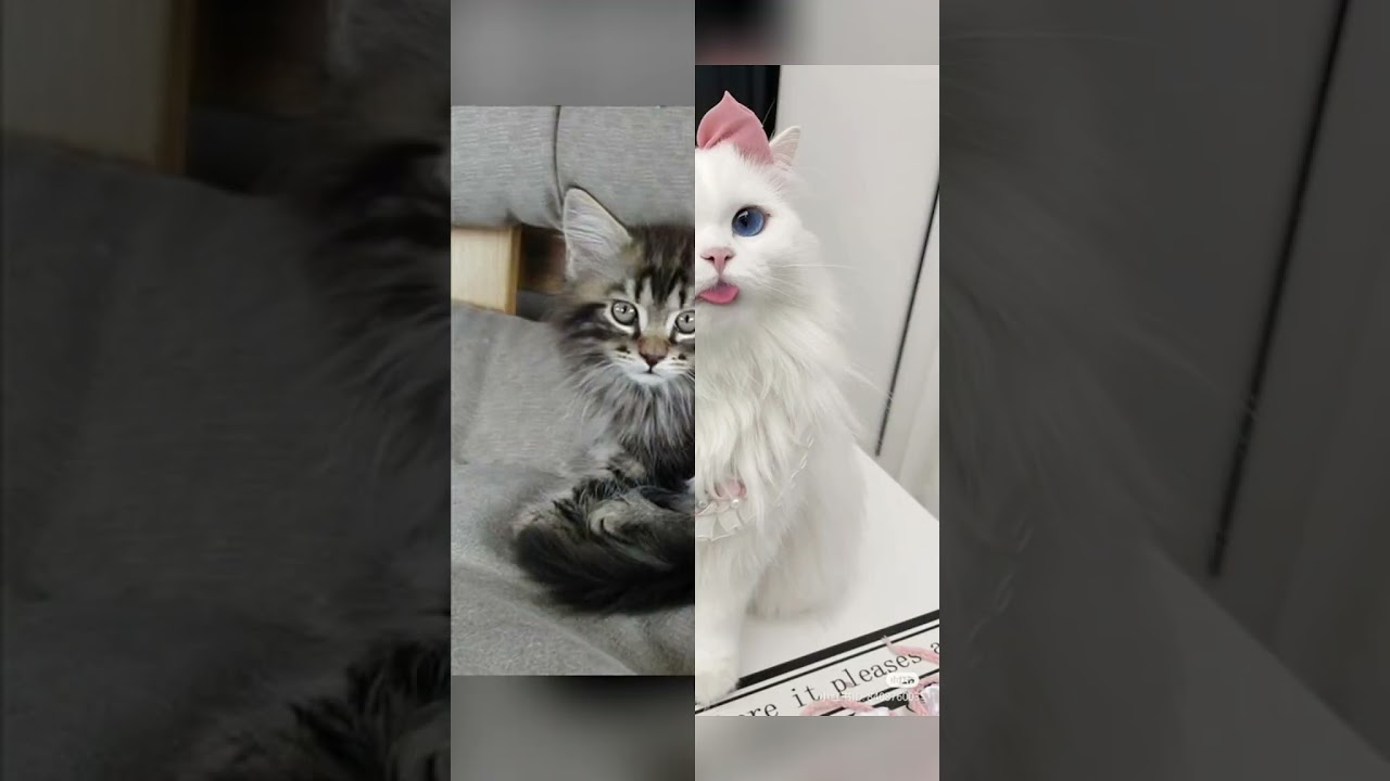 cat#