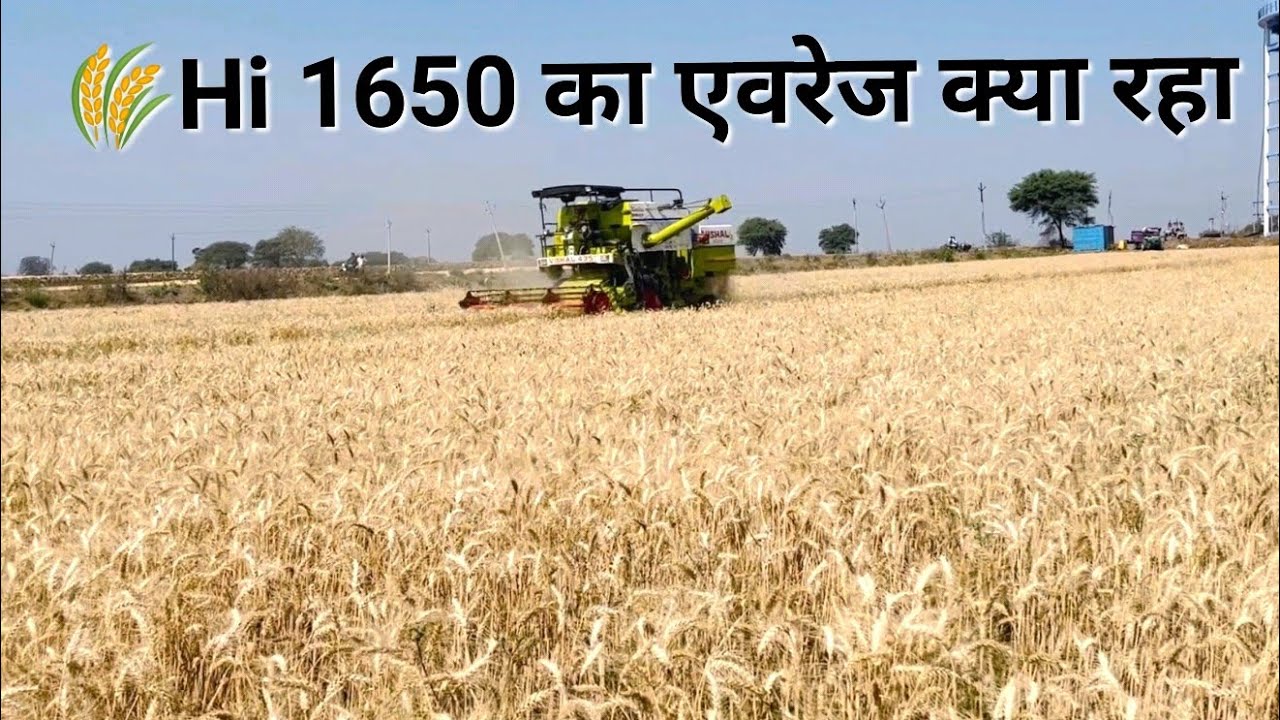 🌾Hi 1650 का एवरेज क्या रहा। पूषा ओजस्वी।pusha ओजस्वी Mo.9131600079