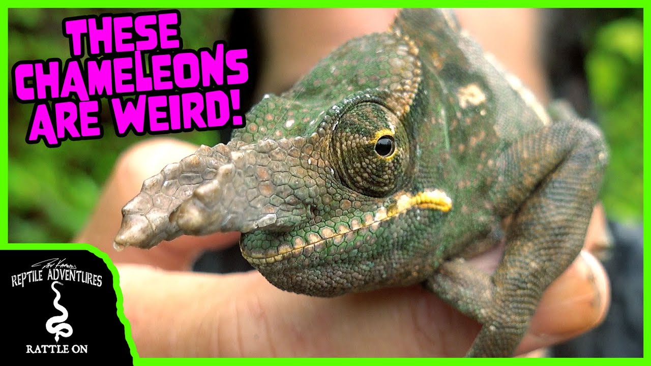 TOP 5 WEIRDEST CHAMELEONS OF MADAGASCAR!