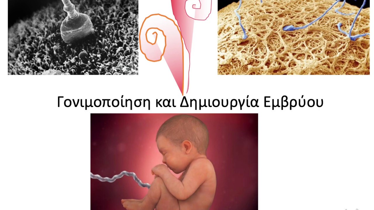 Γονιμοποίηση και εμφύτευση