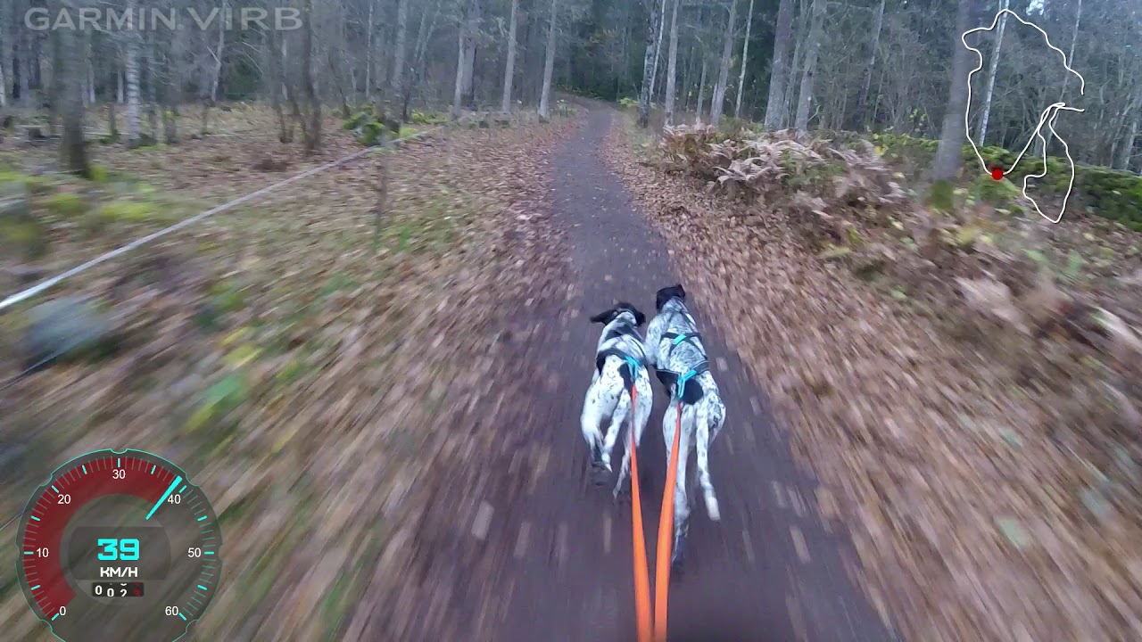 IFSS WCH Nybro 2019 Saturday, Scooter 2 dogs Mapapo and Toko, Veronika Navratilová. Best time