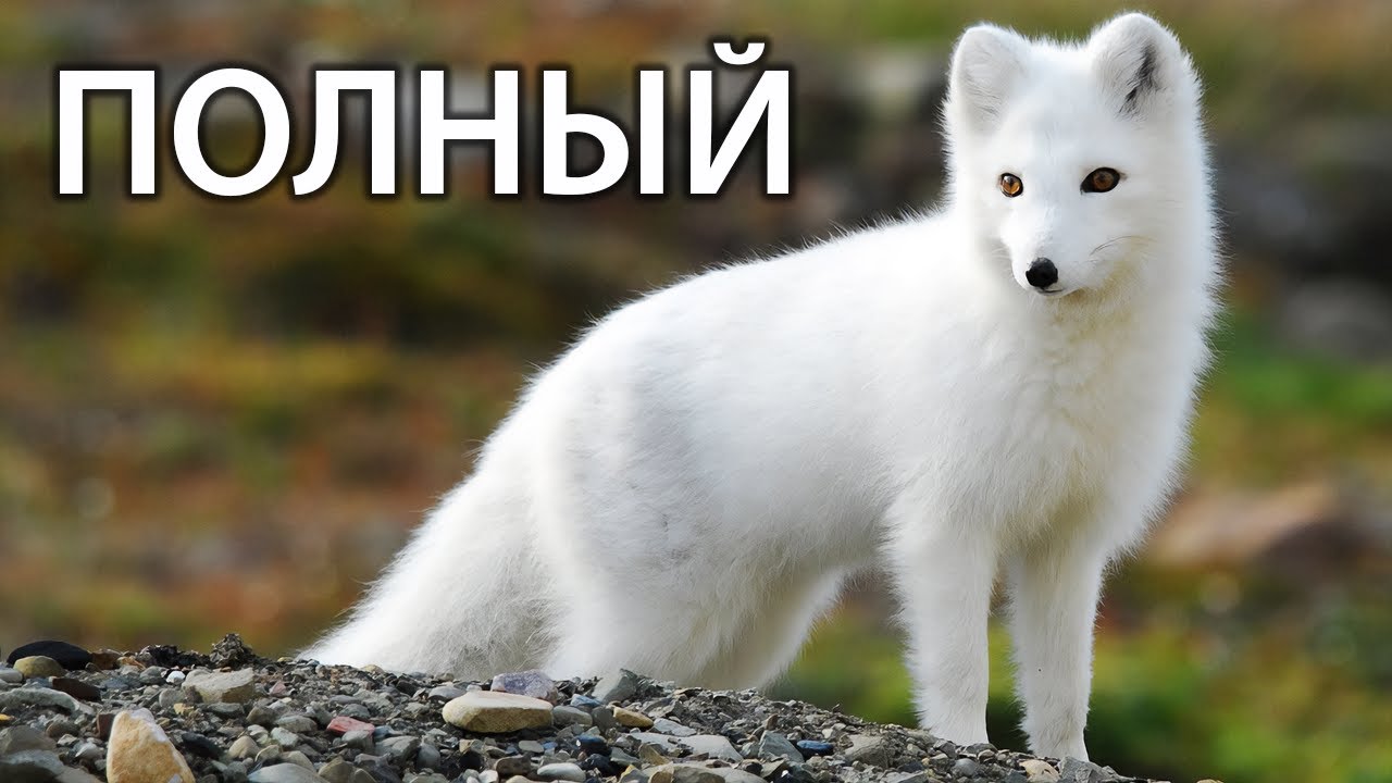 Песец