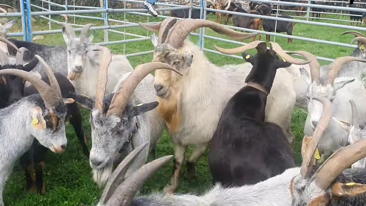 Feria ,Concurso y Exposición de Ovino y Caprino ,Guriezo. 15-10-2022
