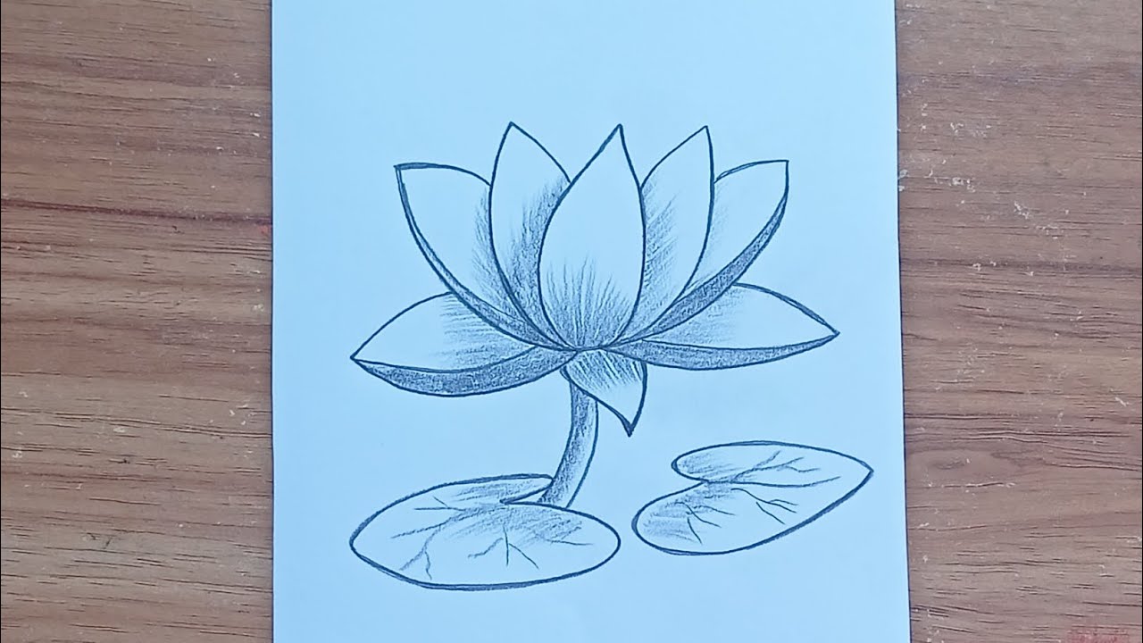 Water lily drawing | Shapla ful drawing | ফুল আঁকা