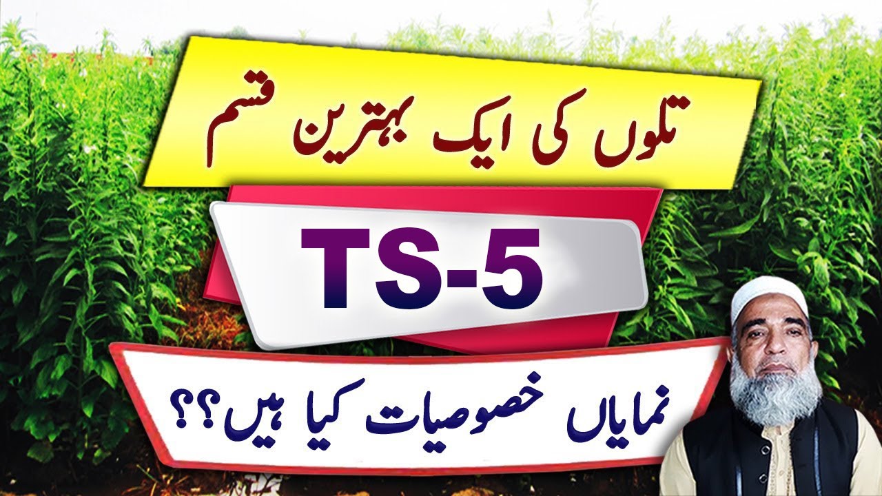 Main features of TS 5 || Sesame variety || Crop Reformer