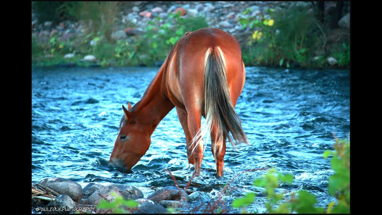 Wild Horses at the Lower Salt River Arizona Tonto National Forest a DJI Drone, GoPro and Canon Video