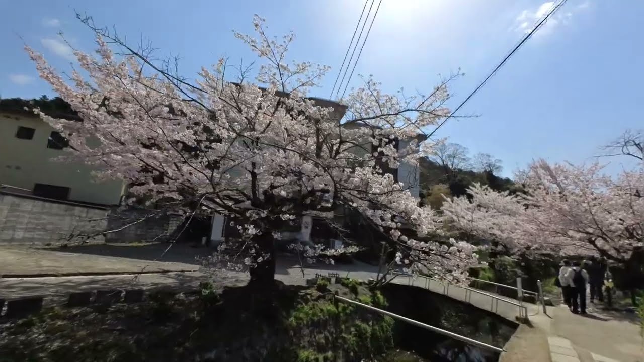 ★観光地紹介動画14【銀閣寺、哲学の道】※高画質設定（2160）でご覧下さい