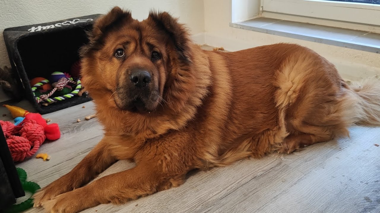 Самая обидчивая королевишна