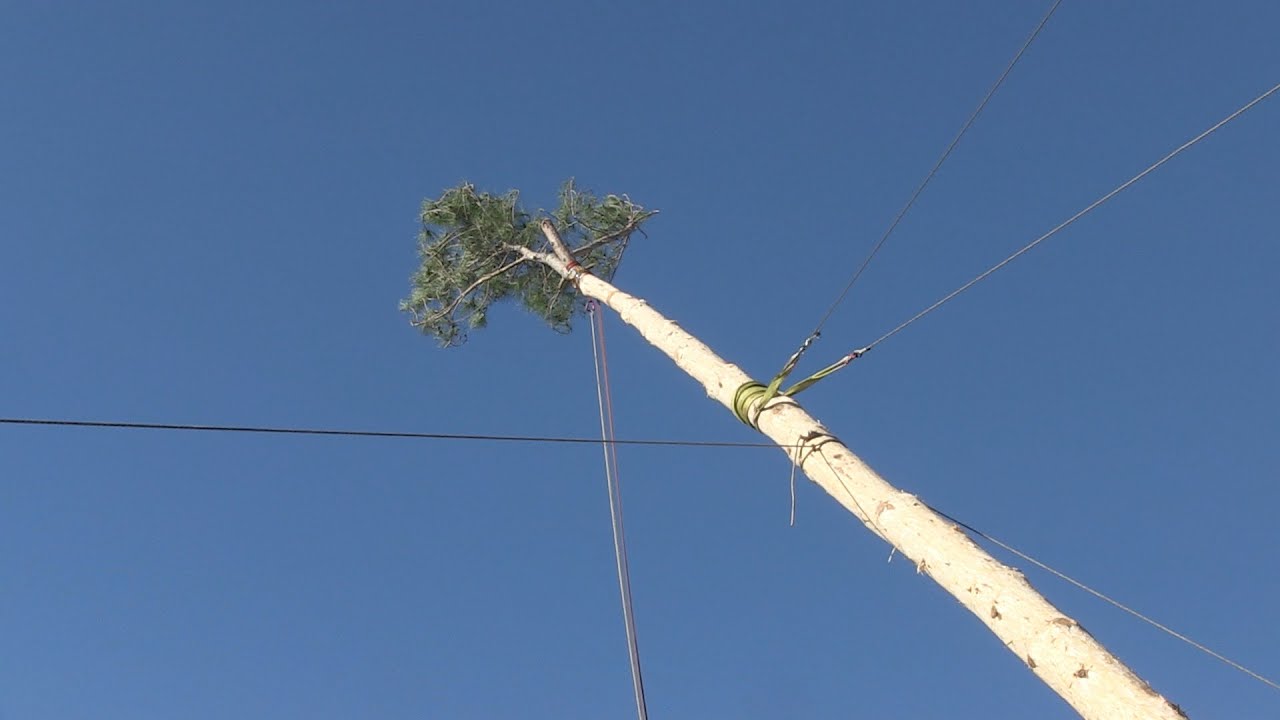 SS25: Plantada del pi de Sant Sebasti&agrave; 2025