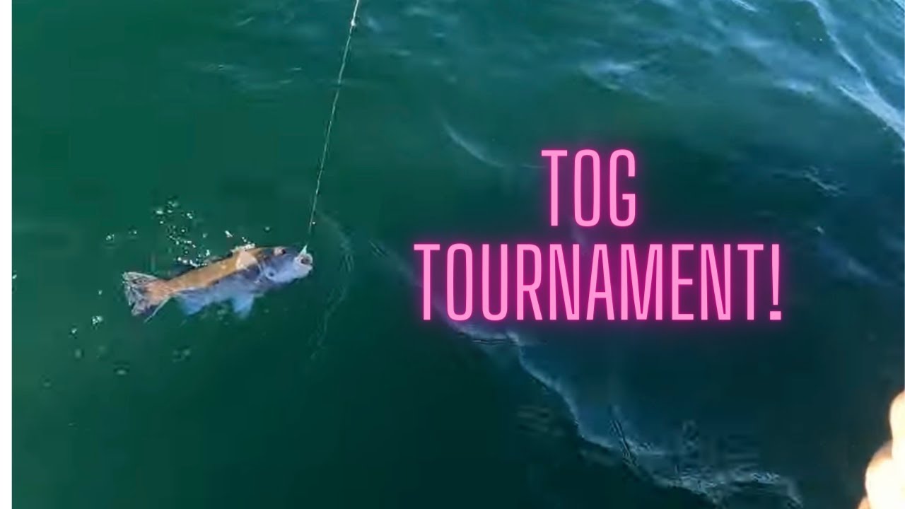 Tournament Blackfish Fishing - Eastern Long Island!