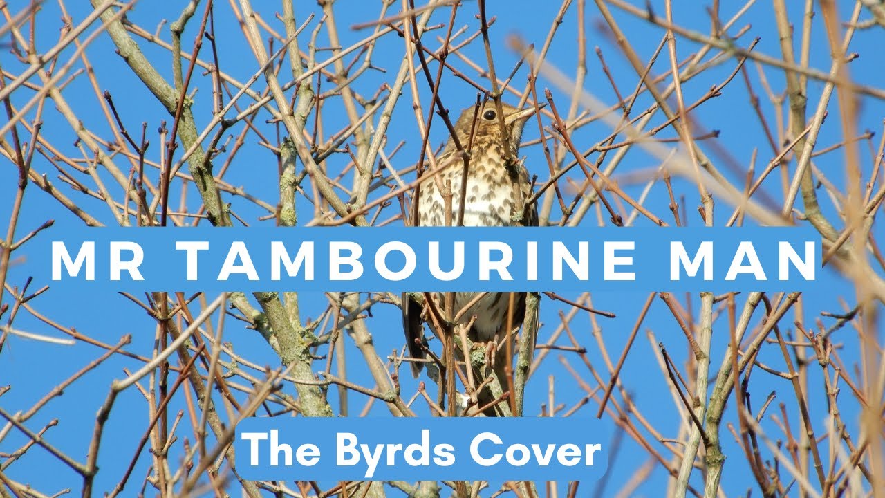 The Byrds (Bob Dylan) - Mr Tambourine Man Cover | UK wild birds