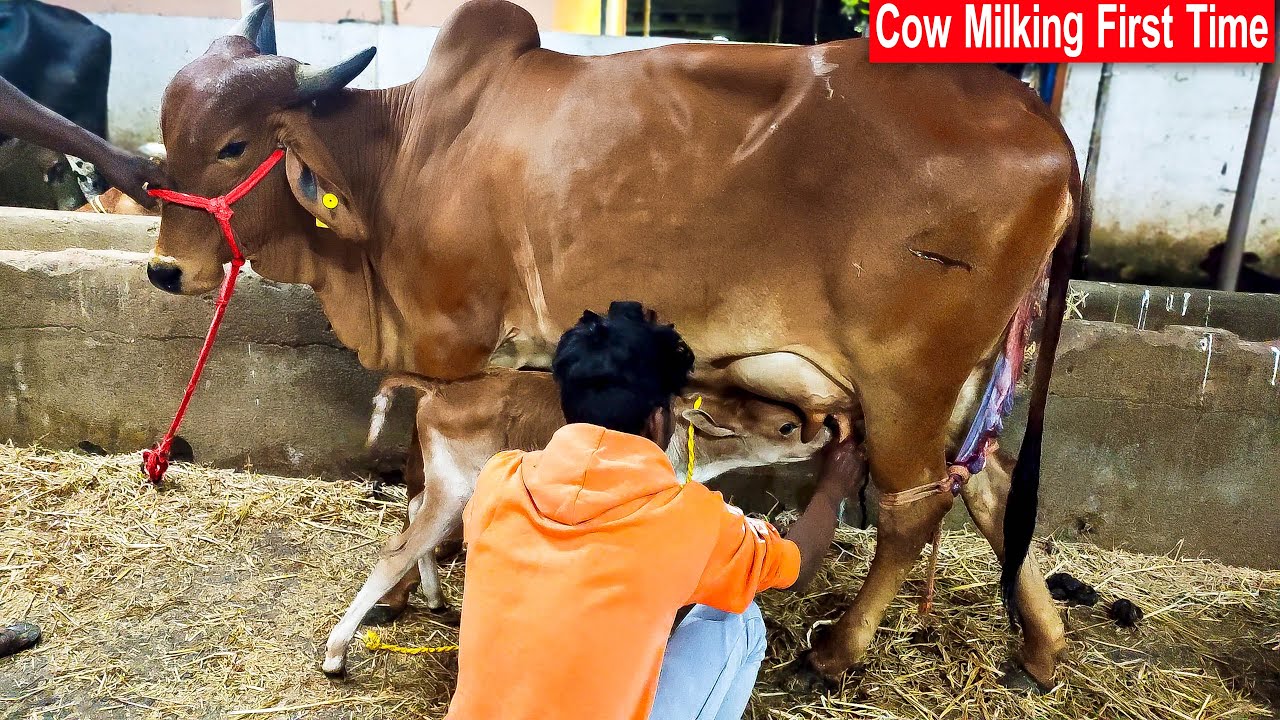 Cow Milking First Time After Calf Born | How to Milk a Cow | Hand Milking | Cow Milking By Hand