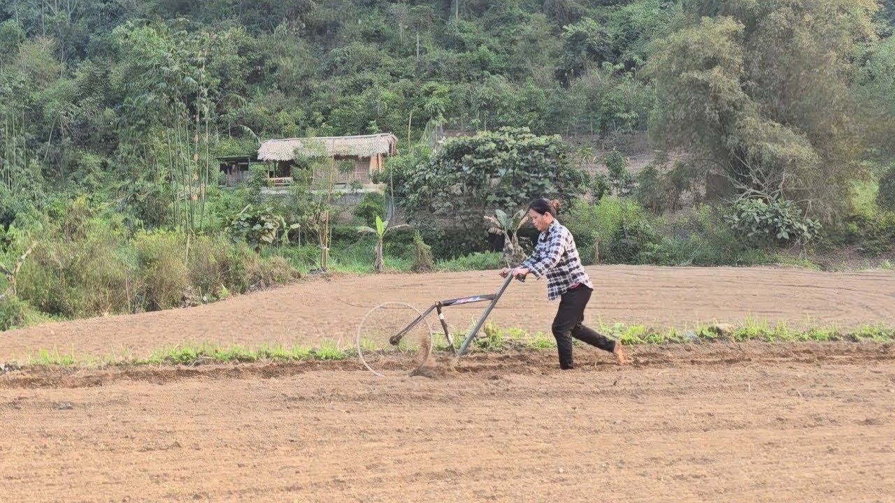 Grow corn from seeds for farm services, take care of chickens, duck farm/ Triệu Ghền