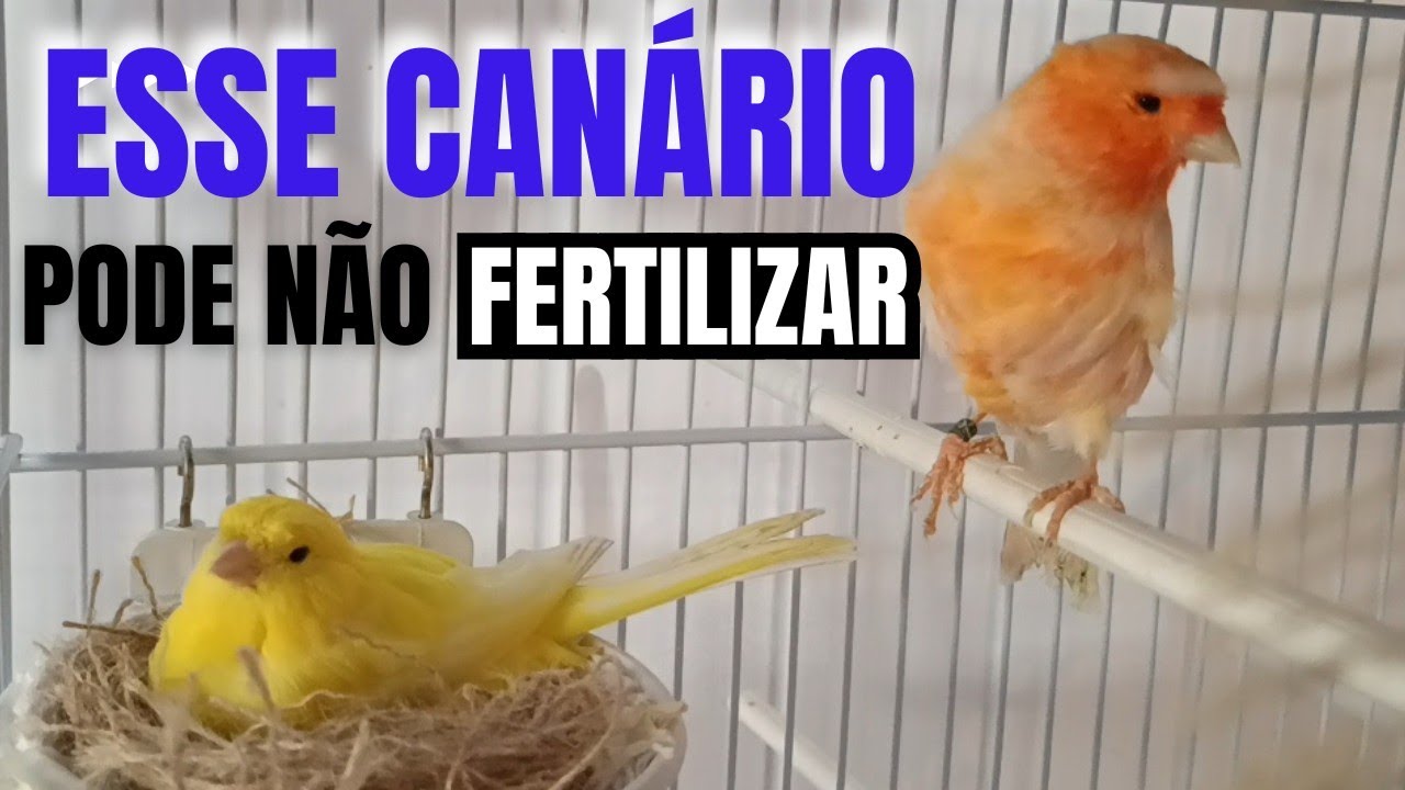 MOTIVO que muitos não enche OVO