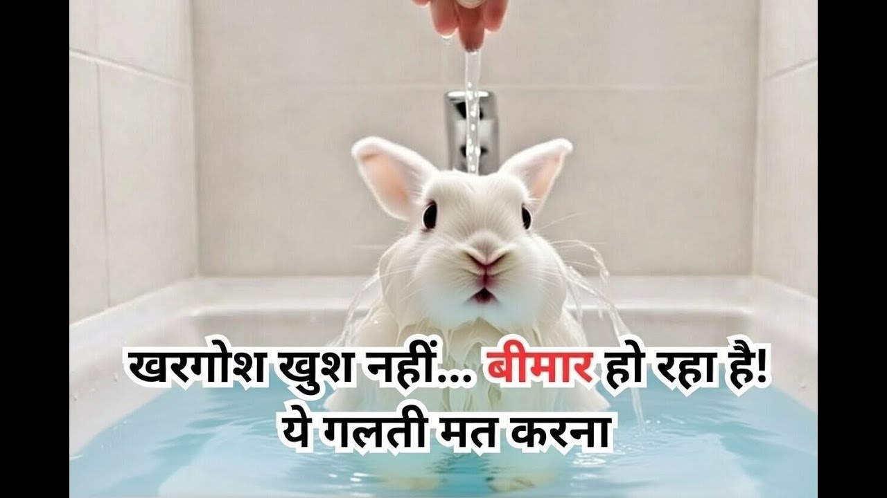 खरगोश पालने की सबसे खतरनाक गलतियाँ | Rabbit Care Truth You MUST Know 🐰@Rabbit Fun Corner
