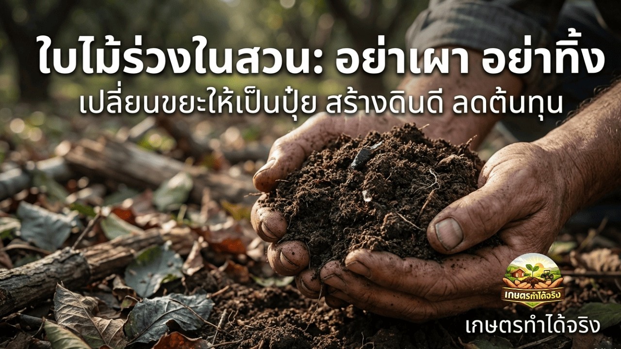 ปุ๋ยหมักใบไม้ – ของเหลือทิ้งที่กลายเป็นทองคำของดิน