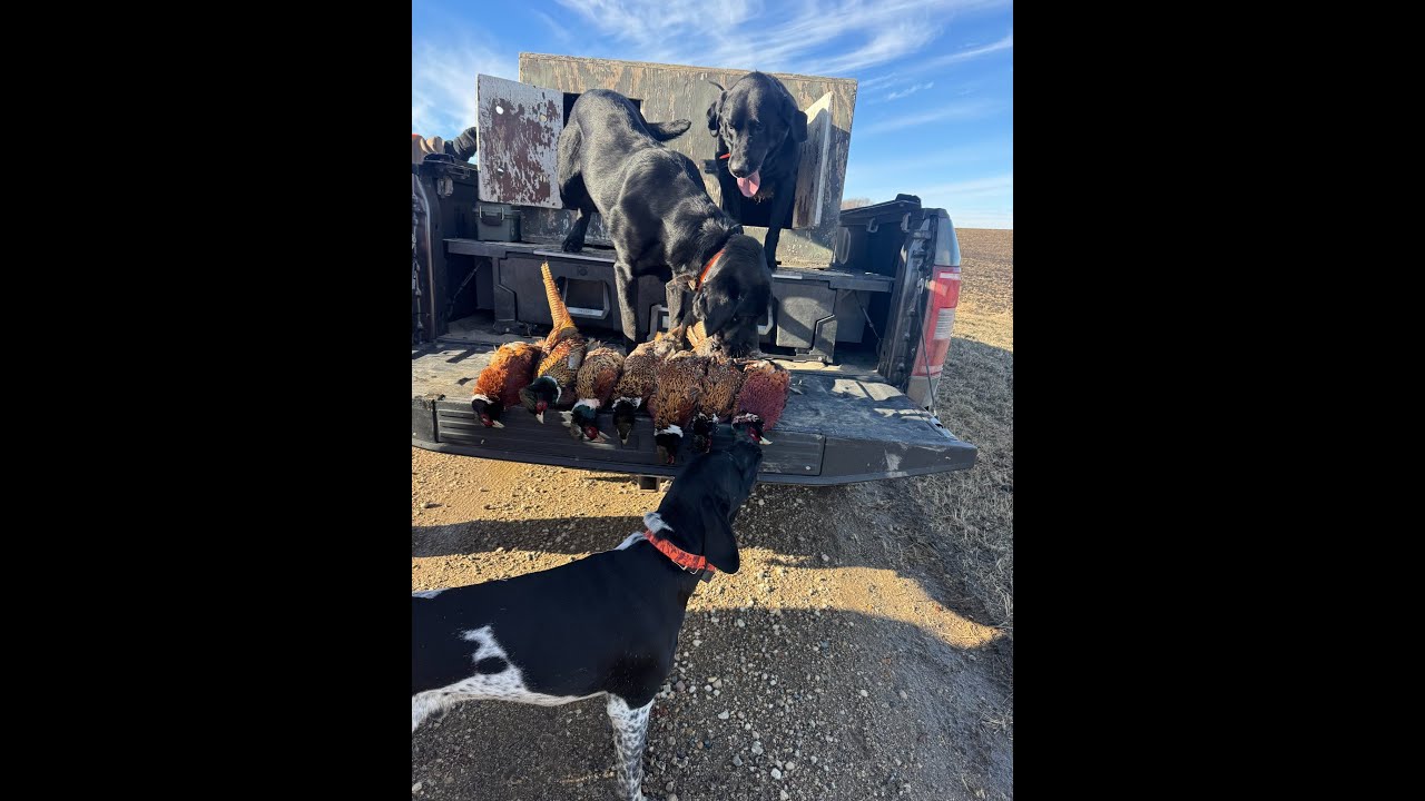 Only one more day of the 2025-26 Pheasant season left...