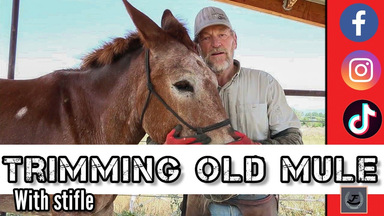 Trimming Old Mule with Stifle - RJF