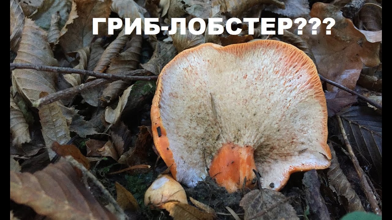 Рыжик - ЛОБСТЕР: деликатес или миф? Гипомицес кирпично-красный/Hypomyces lateritius