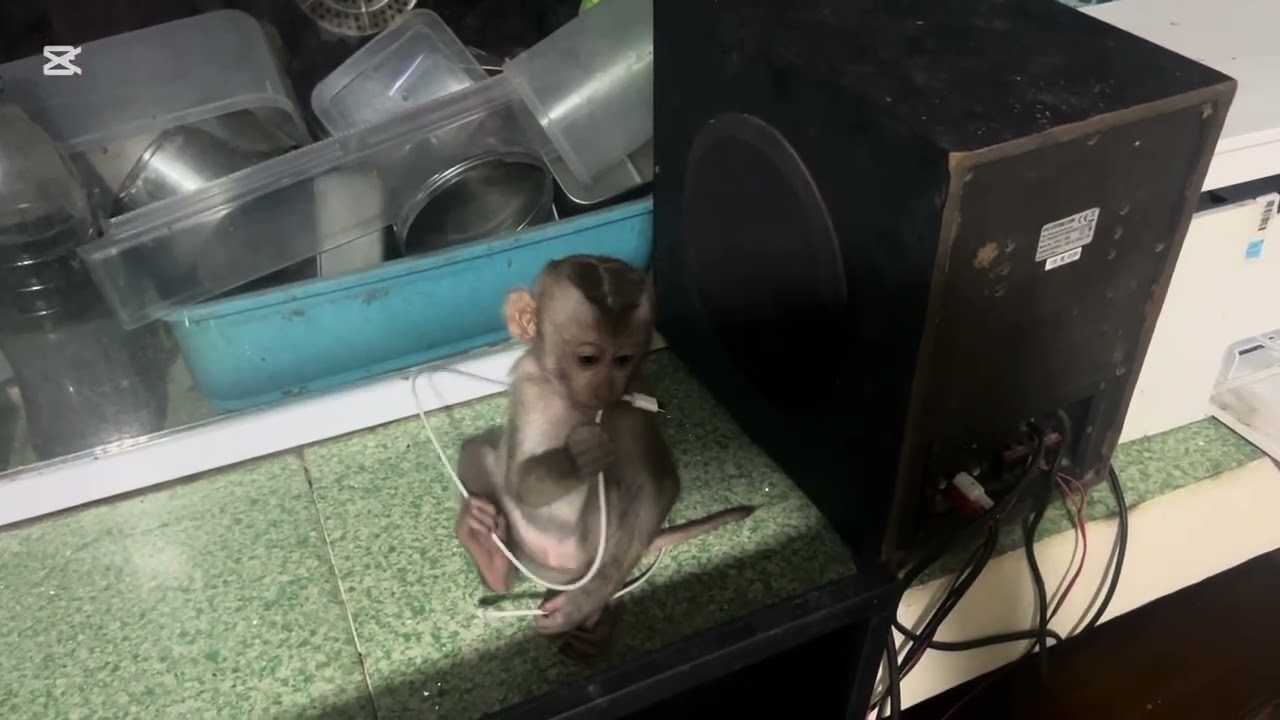 Mary play alon #monkey #animals #asmr