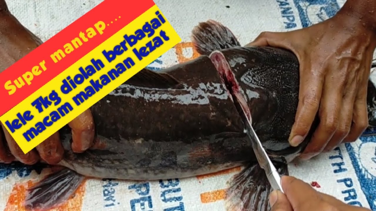 Cara fillet ikan lele super jumbo