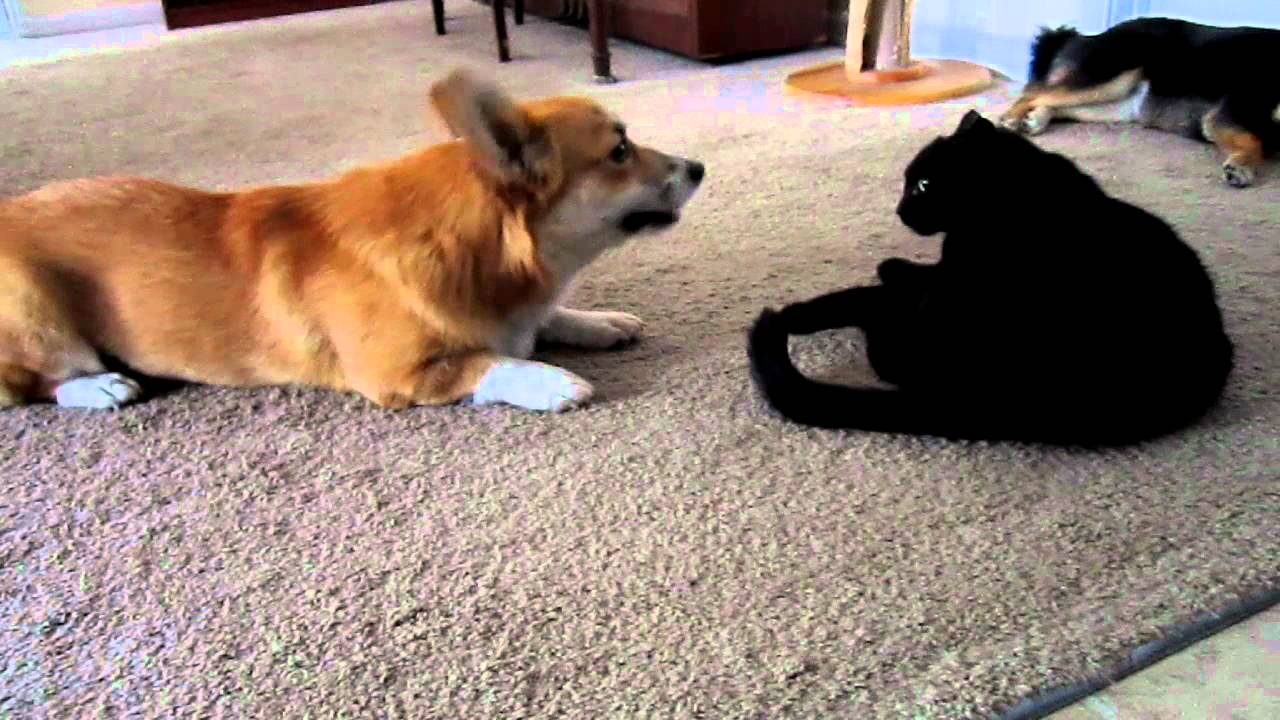 Corgi talks to cat