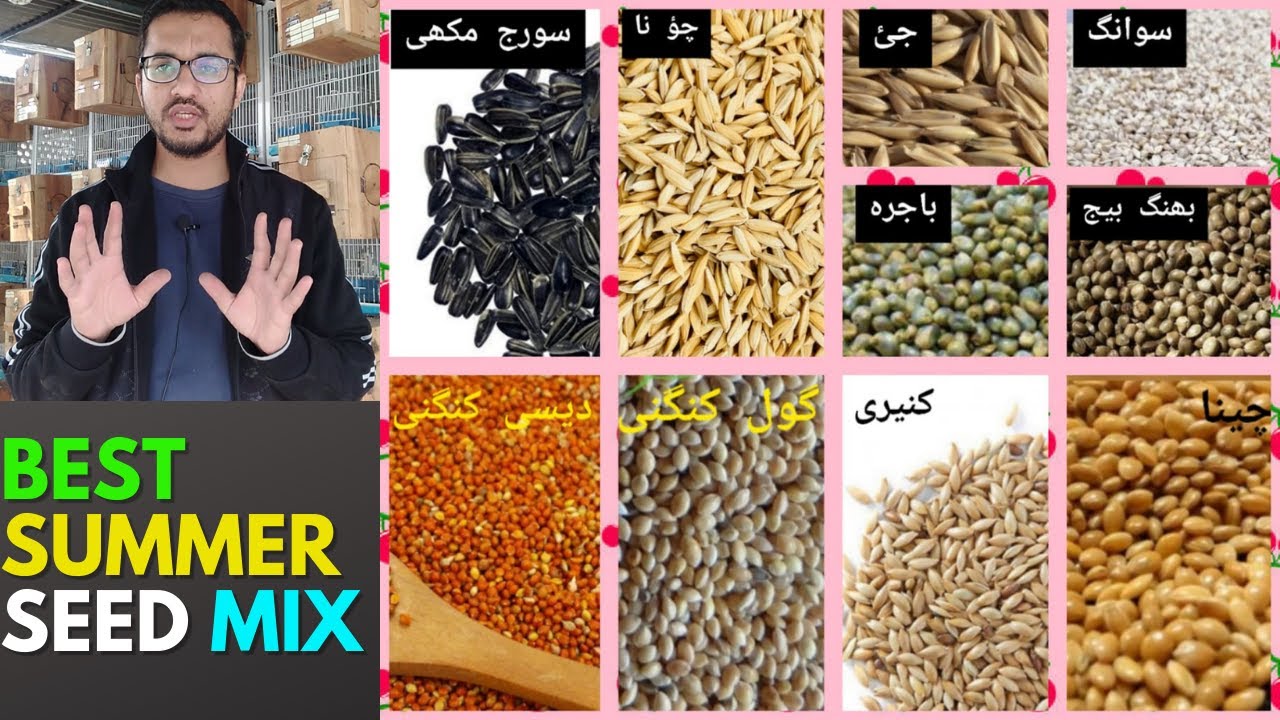 Summer Seed Mix | Best seed mix for birds in summer | Healthy mix seed | High protein seed mix | HWI