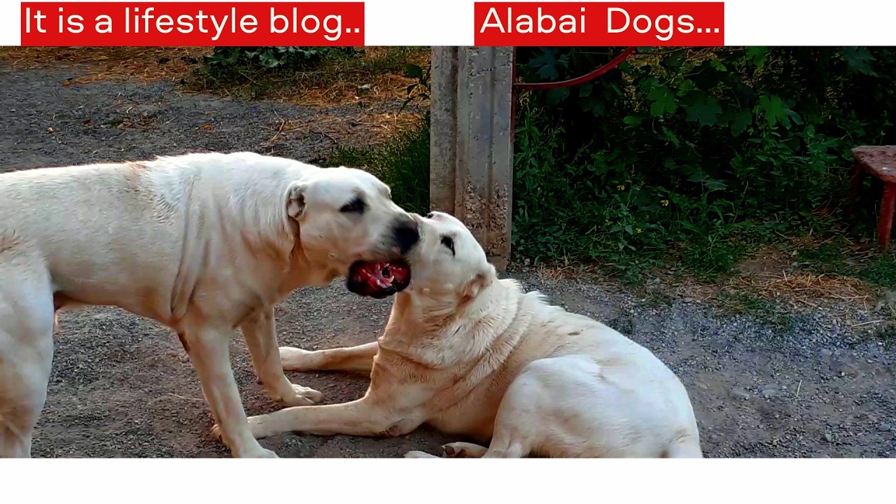 💘  Alabai  Dogs...  Blog...💥 4k 60fps
