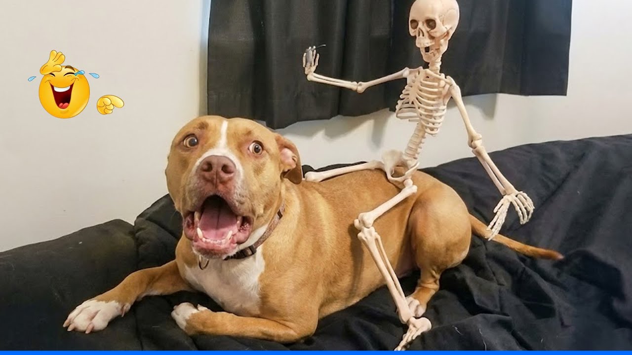 Funniest CAT AND DOG  Videos 🎉The Funniest Animals That Will Make You Laugh Crazy 🐾 🤣
