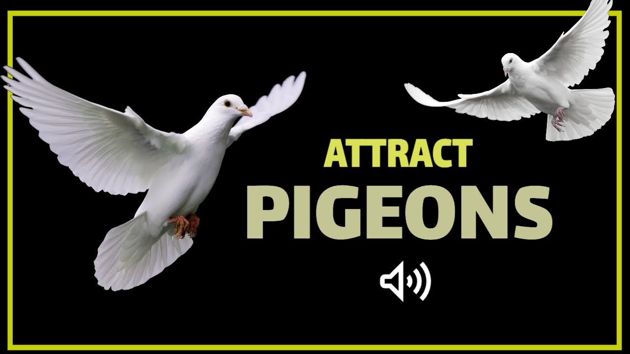 Sound to Attract Pigeons | Pigeon Call