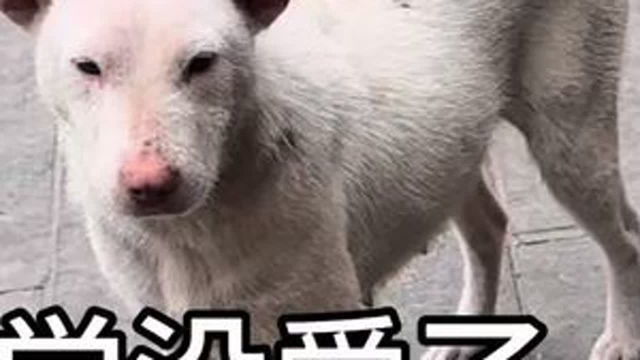 假装把大黄给卖了，看其他小狗的反应，结果有点意外！ #狗狗 #中华田园犬 #养狗的乐趣