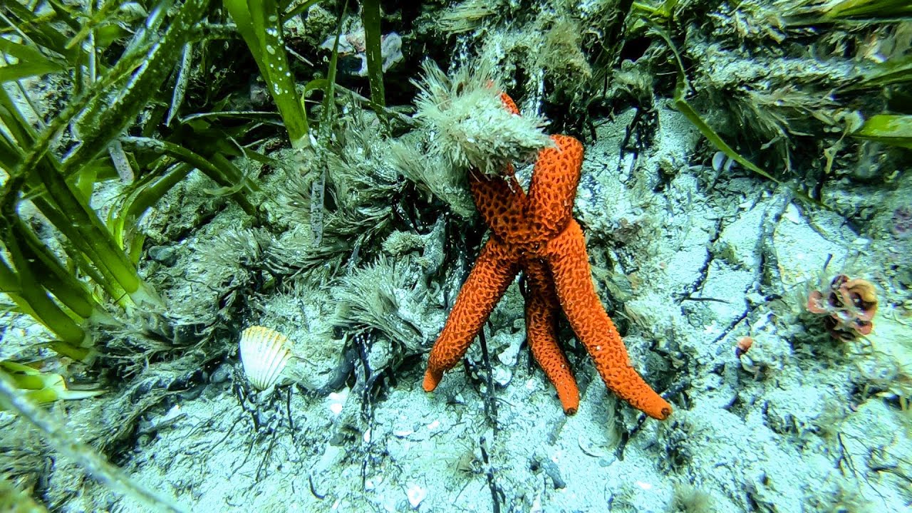 Scuba Diving in Cabo de Gata Natural Park, Almeria, Spain.