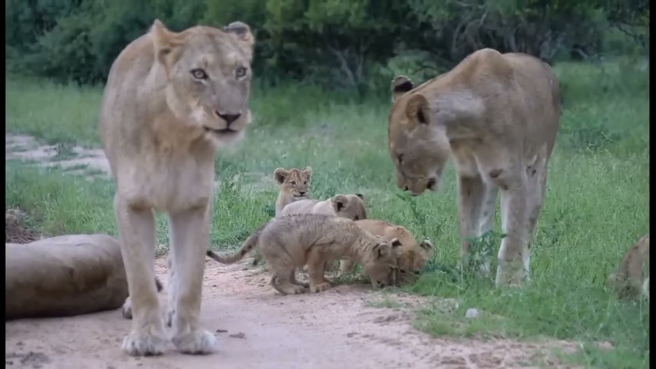 Lionesses with their cute cub's 
