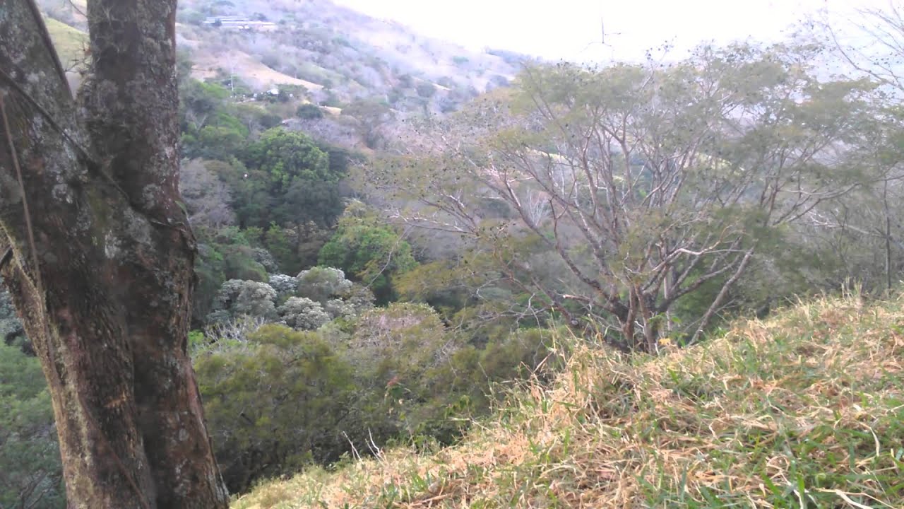 Cicadas singing  A Costa Rica Nature video clip