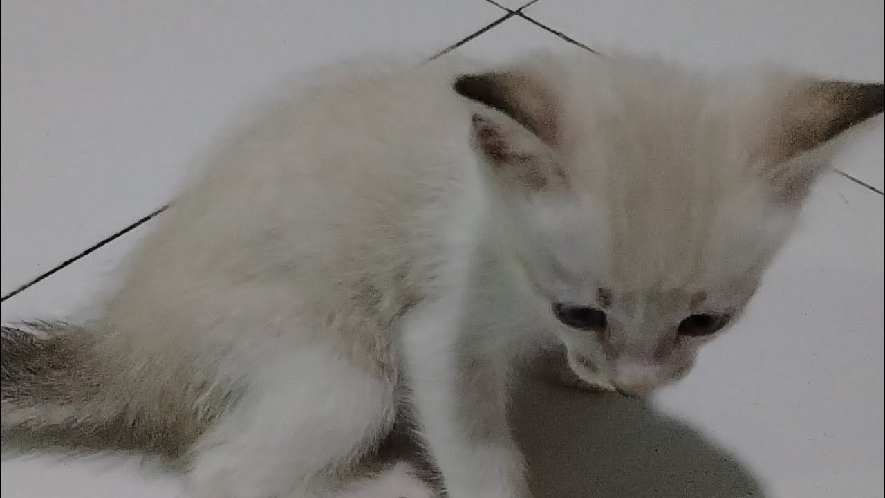 Baby kittens. Barakah Channel is live!
