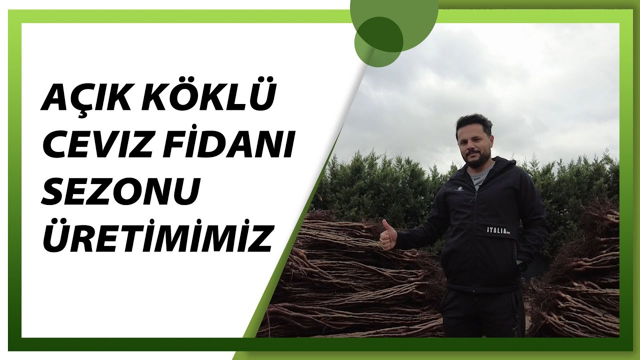 AREL TARIM CEVİZ FİDANI ÜRETİMİ