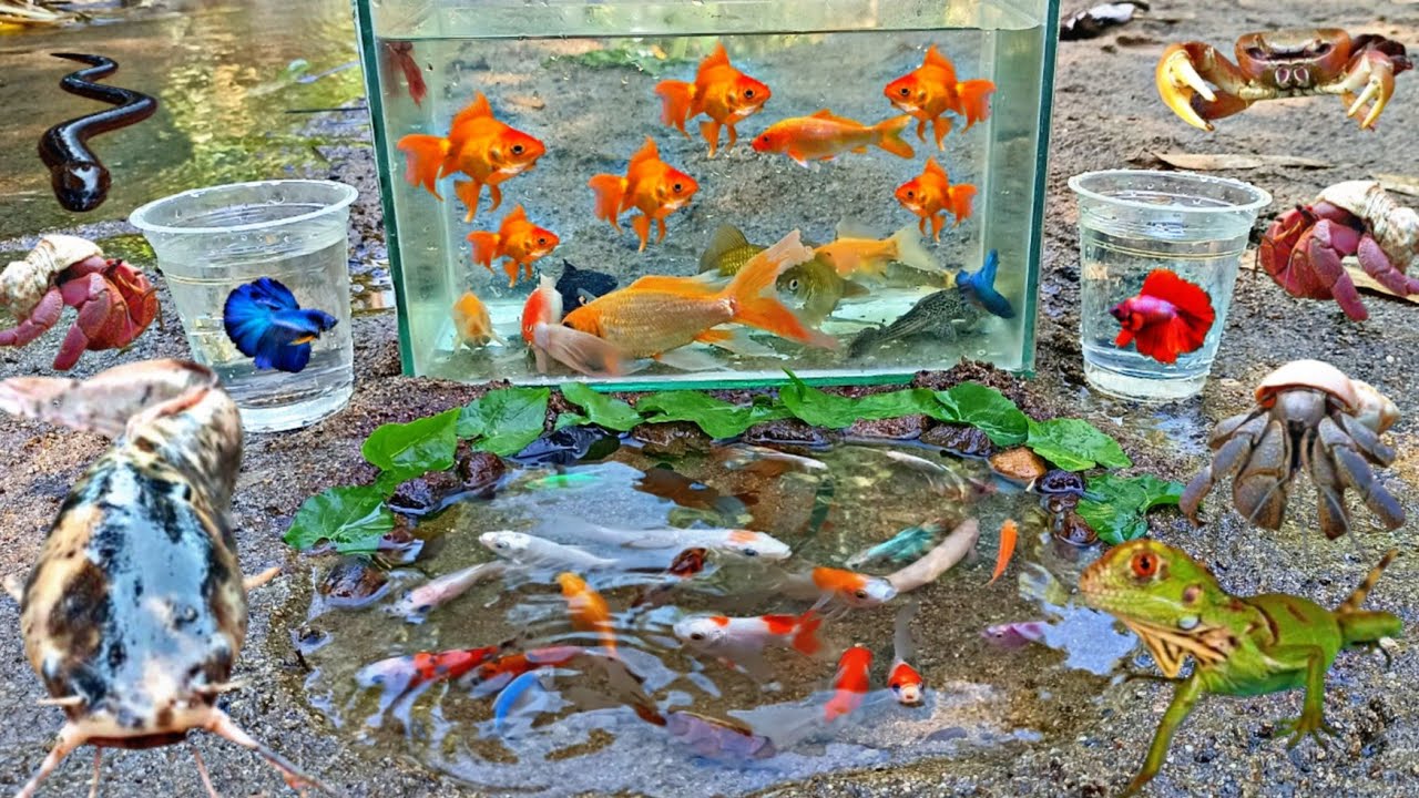 Wow Luar Biasa! Tangkap Ikan Hias Warna warni di Sungai, Ada Ikan Cupang, Ikan Lele, Kelomang Besar