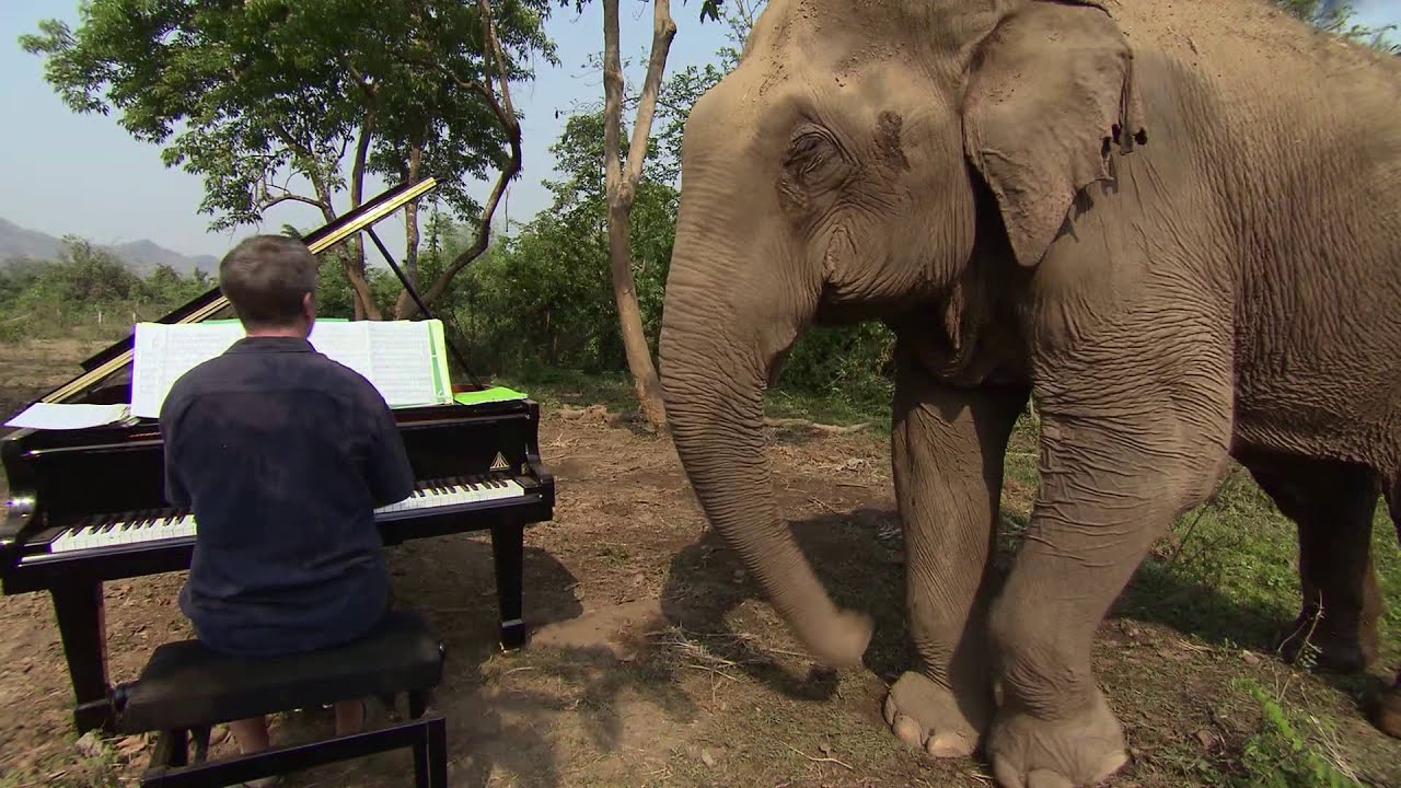 Music for Elephants - Trailer