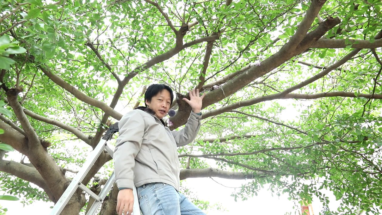 瀑布蘭上樹【2020/04/25】