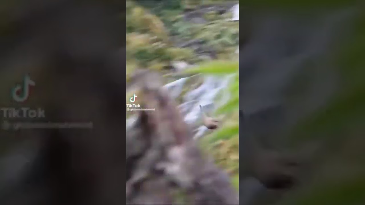 goofy ahh elk falls down waterfall